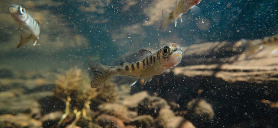 the-klamath-tribes-couldn’t-get-federal-dollars-for-salmon.-then-the-yurok-stepped-in