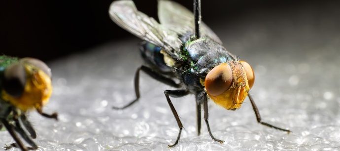 democrats’-and-republicans’-screwworm-blame-spin
