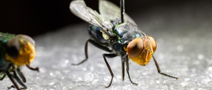 democrats’-and-republicans’-screwworm-blame-spin
