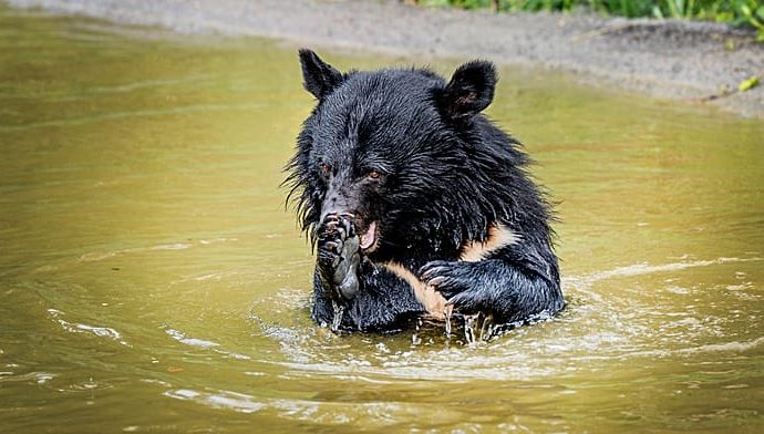rescued-bile-bears-released-in-denmark-forest