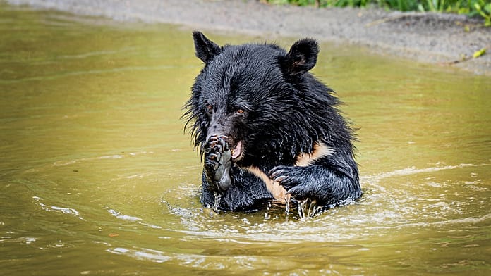 rescued-bile-bears-released-in-denmark-forest