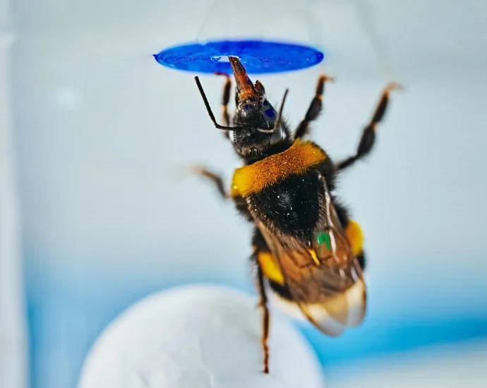 scientists-stunned-as-bumble-bees-solve-a-classic-intelligence-test