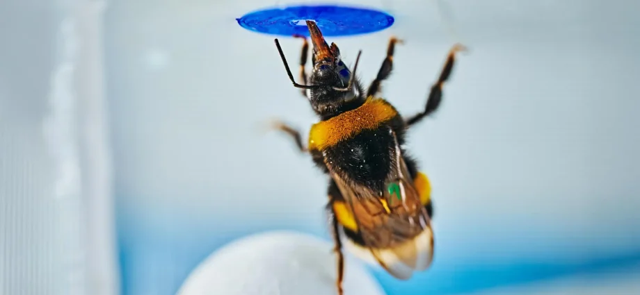 scientists-stunned-as-bumble-bees-solve-a-classic-intelligence-test