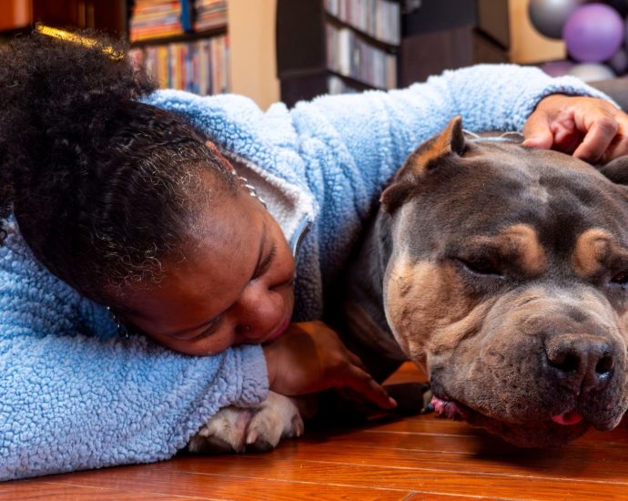 more-pets-go-missing-on-july-4-than-any-other-day.-ai-might-be-able-to-help