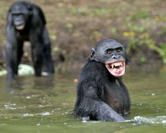 great-ape-laughter-reveals-a-hidden-origin-of-human-speech