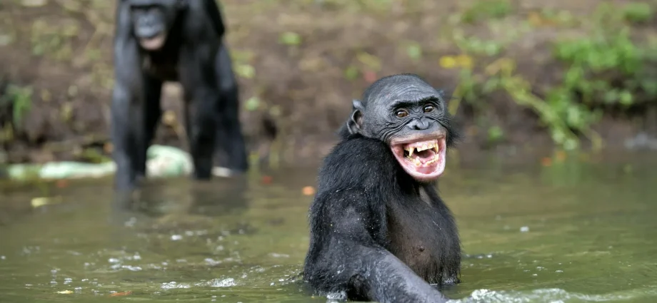 great-ape-laughter-reveals-a-hidden-origin-of-human-speech