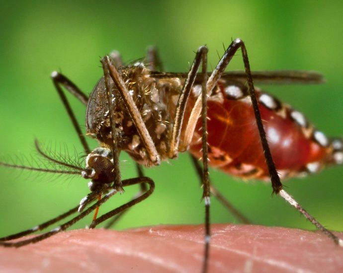 going-out-for-fourth-of-july-festivities?-bring-the-bug-spray,-says-the-cdc