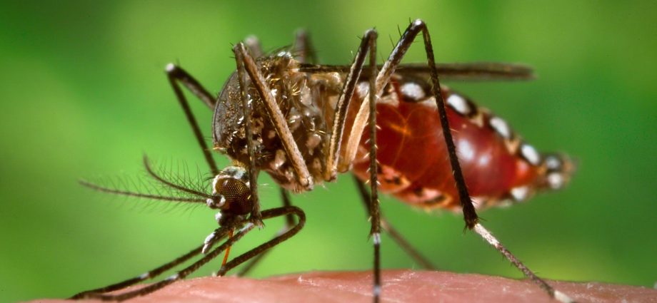 going-out-for-fourth-of-july-festivities?-bring-the-bug-spray,-says-the-cdc