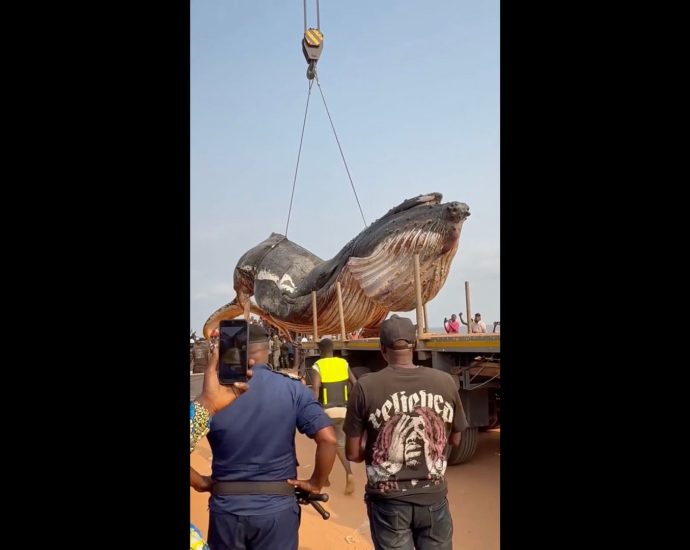 12-tonne-whale-removed-from-dr-congo-beach
