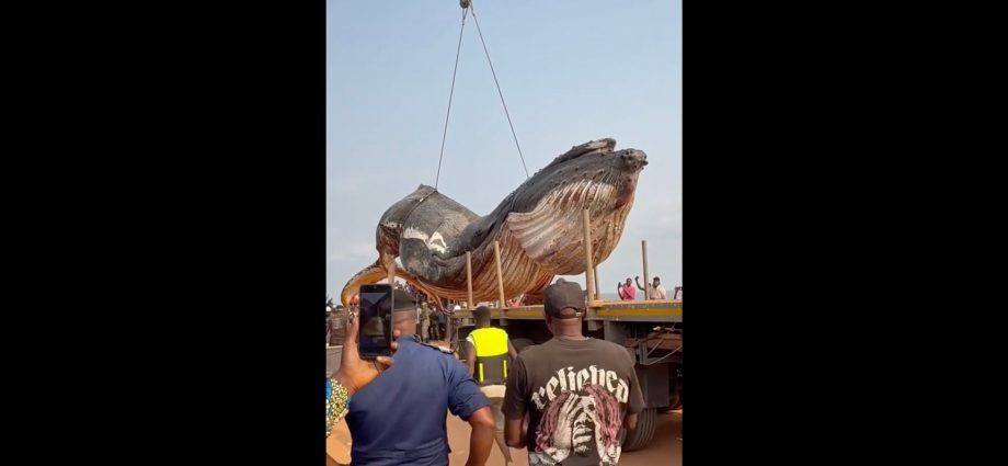 12-tonne-whale-removed-from-dr-congo-beach
