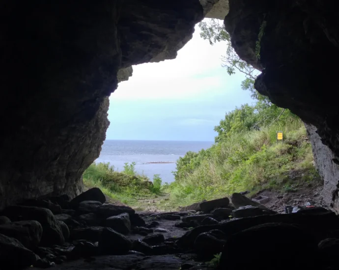 5,000-year-old-wolves-found-on-remote-island-rewrite-what-we-know-about-domestication