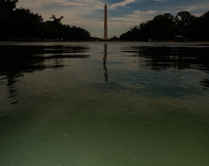 e-pluribus-algae:-why-green-pond-scum-is-as-american-as-red,-white-and-blue
