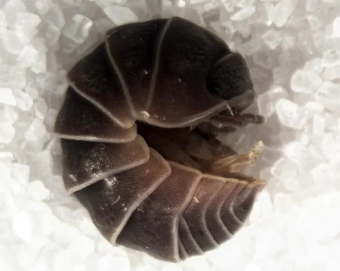 streetlights-are-trapping-thousands-of-pill-bugs-in-giant-“death-spirals”