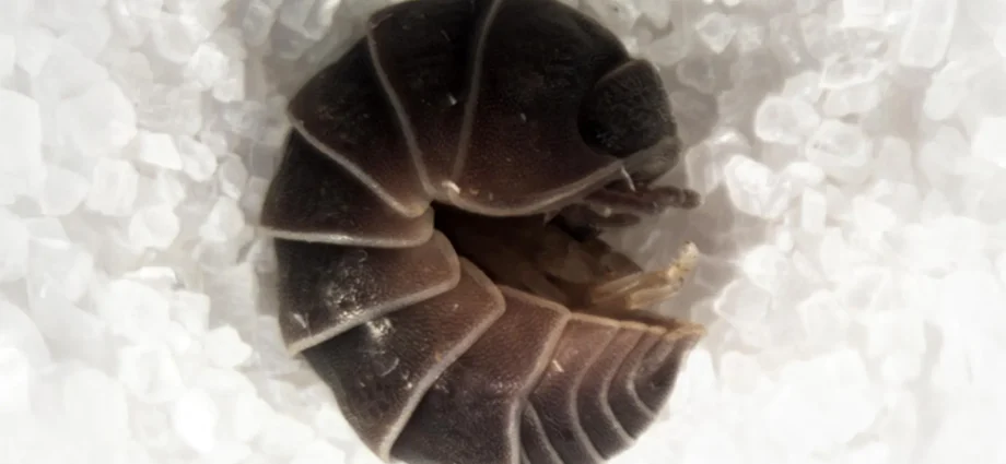 streetlights-are-trapping-thousands-of-pill-bugs-in-giant-“death-spirals”