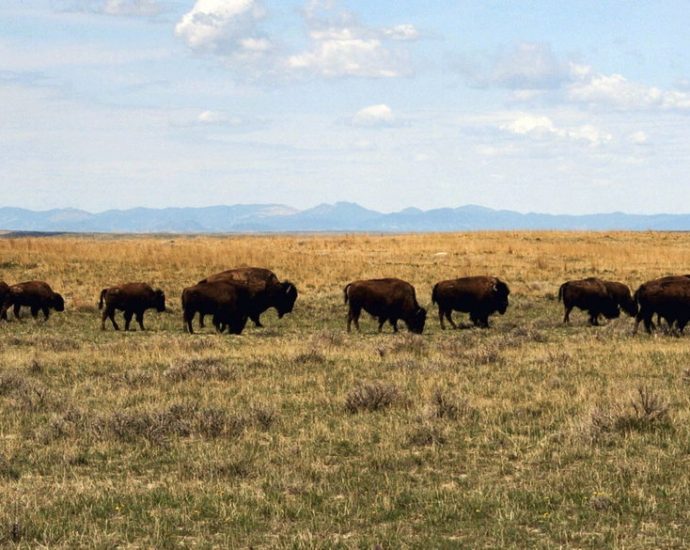 ranchers-eye-return-to-the-‘reagan-years’