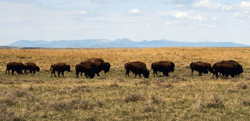 ranchers-eye-return-to-the-‘reagan-years’