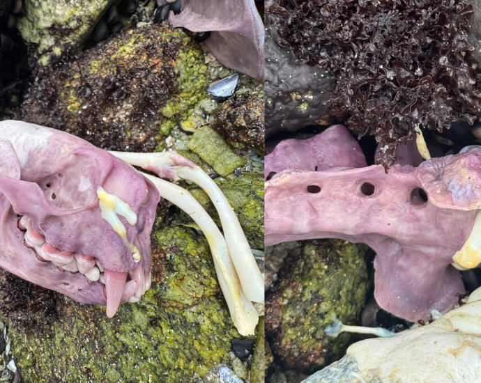 Sea otter bones can turn purple
