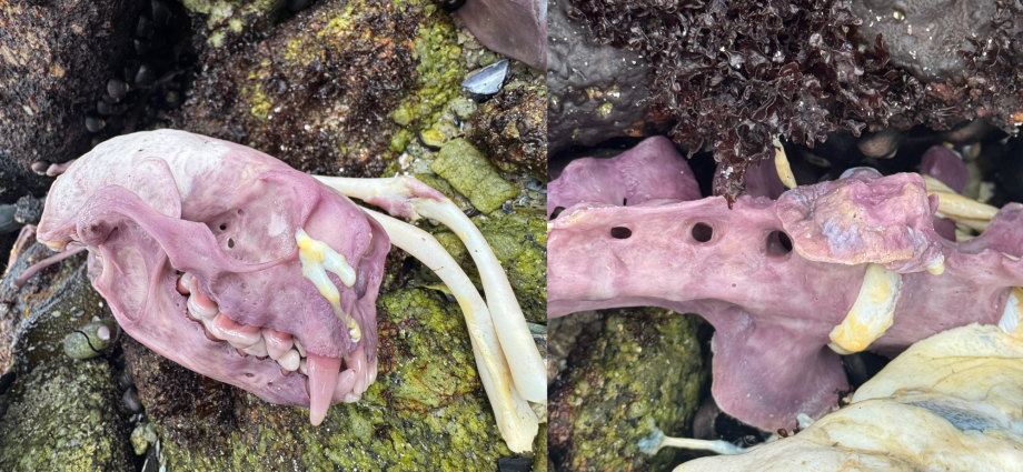 Sea otter bones can turn purple