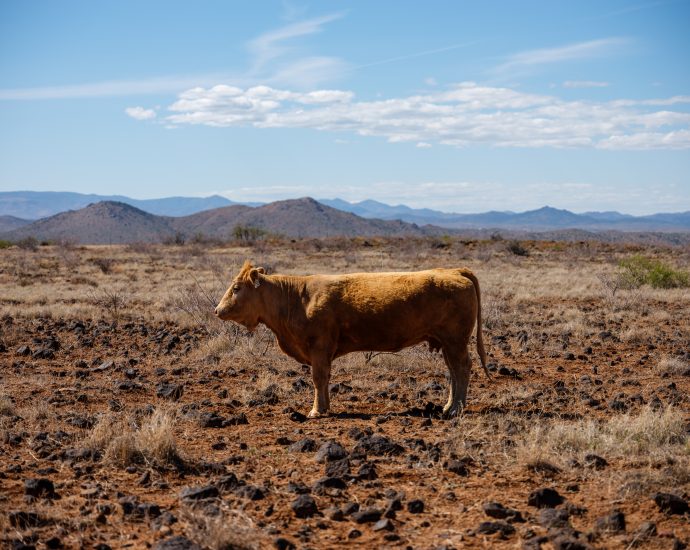 the-rules-for-grazing-on-155-million-acres-of-public-lands-are-getting-overhauled