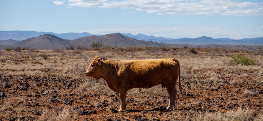 the-rules-for-grazing-on-155-million-acres-of-public-lands-are-getting-overhauled