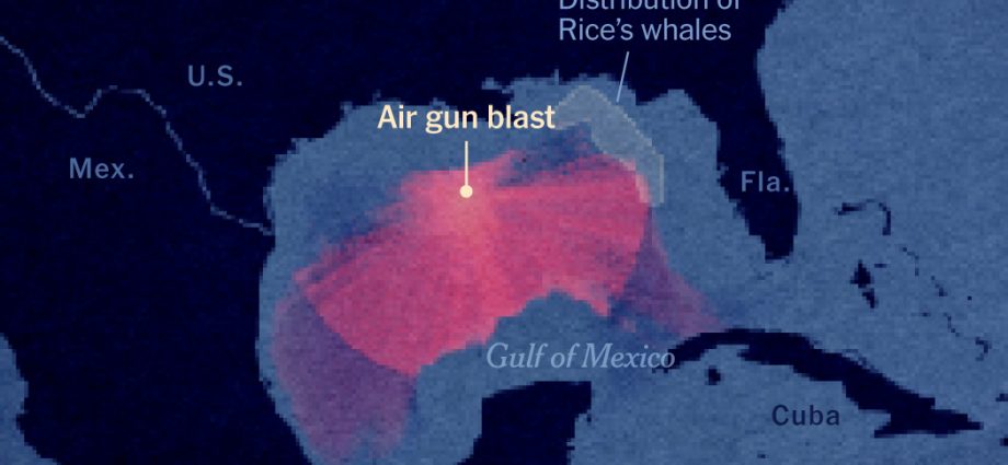 hear-the-sonic-blasts-affecting-endangered-rice’s-whales-in-the-gulf-of-mexico