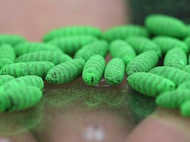what-to-know-about-protecting-pets-from-the-new-world-screwworm-fly
