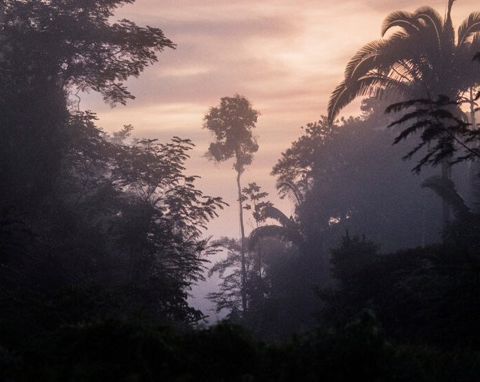 global-warming-could-ravage-the-amazon’s-useful-plant-species,-study-finds