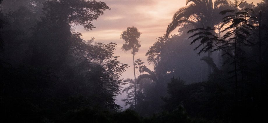 global-warming-could-ravage-the-amazon’s-useful-plant-species,-study-finds