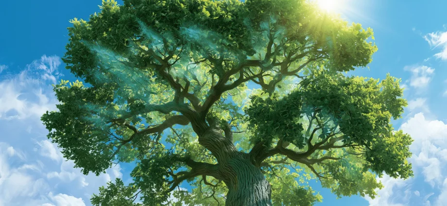 trees-keep-absorbing-carbon-long-after-they-stop-growing