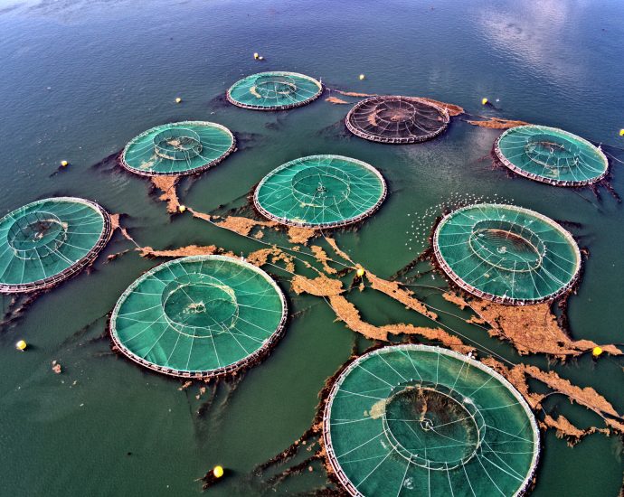 seafood-industry-giants-failing-to-tackle-pollution,-new-study-finds