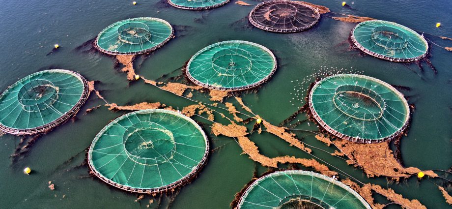 seafood-industry-giants-failing-to-tackle-pollution,-new-study-finds