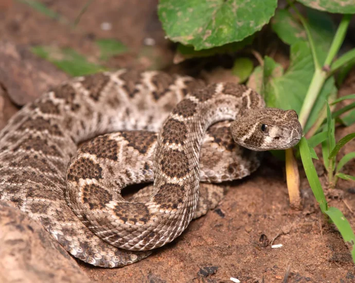 scientists-just-debunked-a-dangerous-baby-rattlesnake-myth