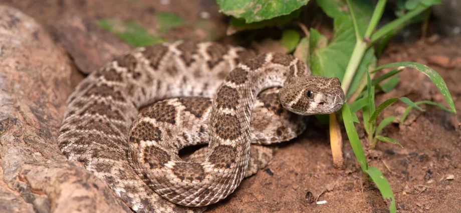 scientists-just-debunked-a-dangerous-baby-rattlesnake-myth