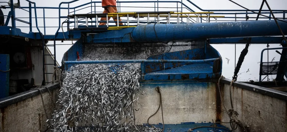 El Niño is here, and it’s already scrambling fisheries throughout the Pacific