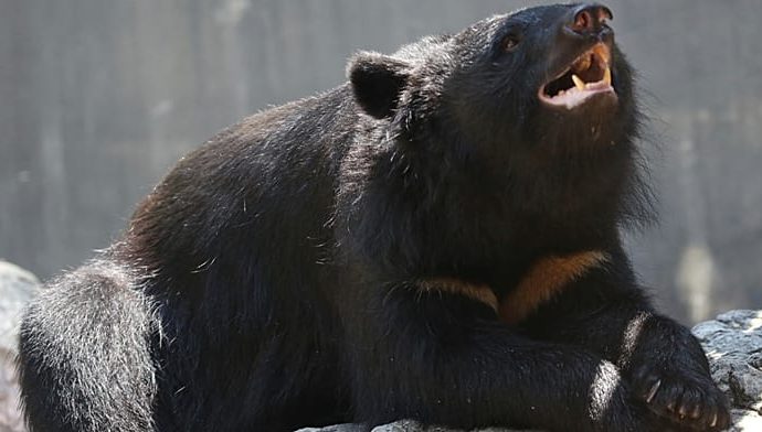 japanese-school-teaches-children-how-to-stay-safe-around-wild-bears