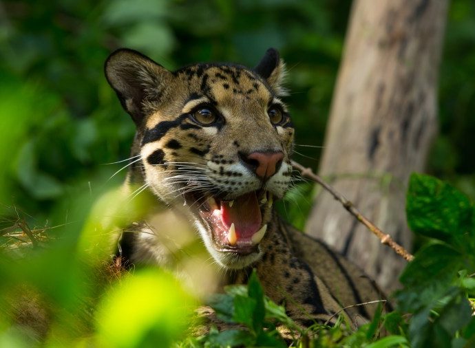 nashville-zoo-pushes-back-on-data-center-to-protect-leopards