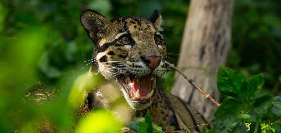 nashville-zoo-pushes-back-on-data-center-to-protect-leopards