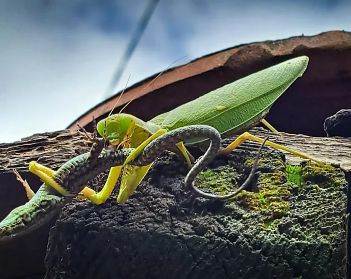 scientists-warn-invasive-asian-mantises-are-threatening-europe’s-wildlife