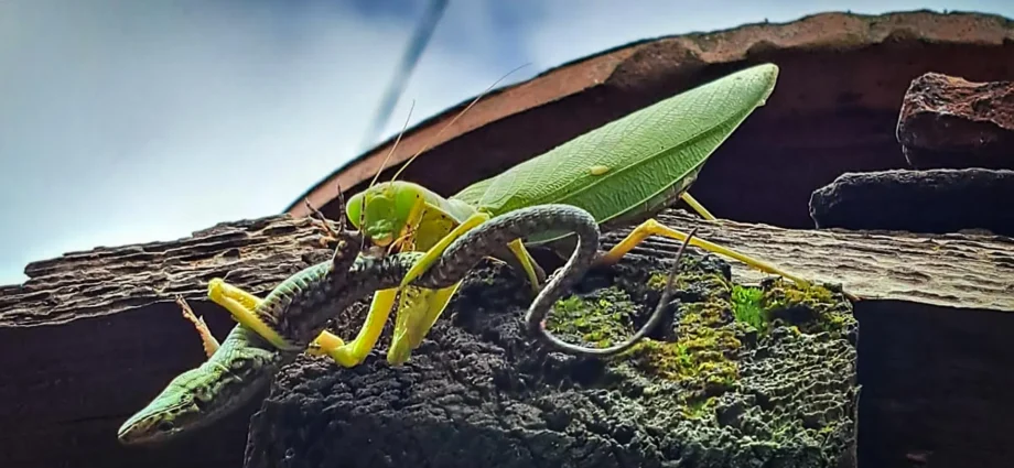 scientists-warn-invasive-asian-mantises-are-threatening-europe’s-wildlife