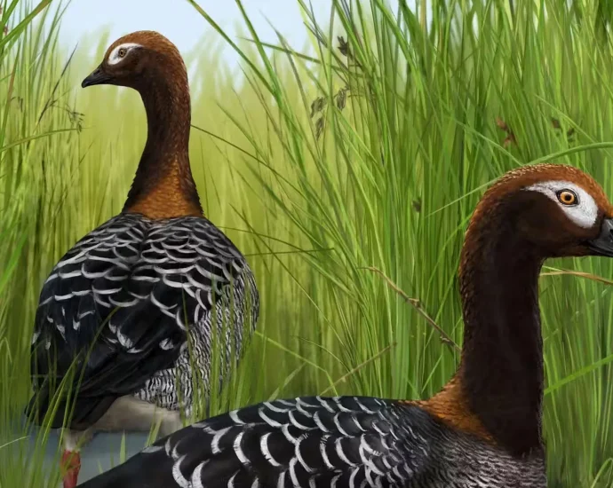 rare-fossil-goose-rewrites-the-story-of-new-zealand’s-giant-birds