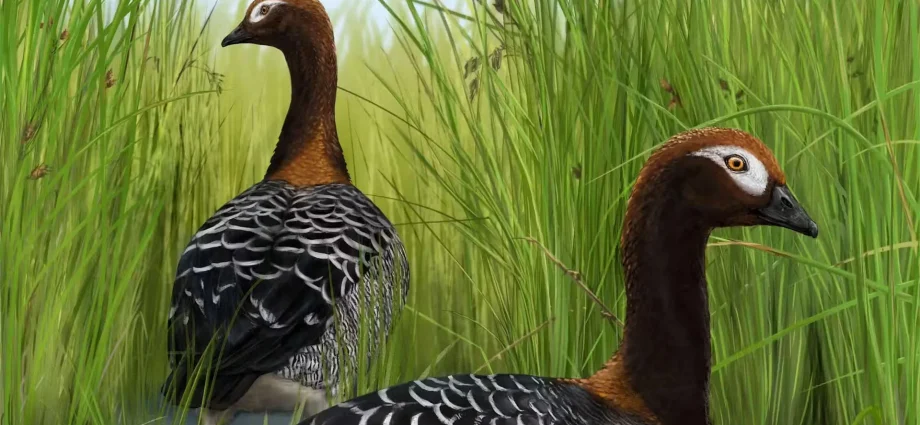rare-fossil-goose-rewrites-the-story-of-new-zealand’s-giant-birds