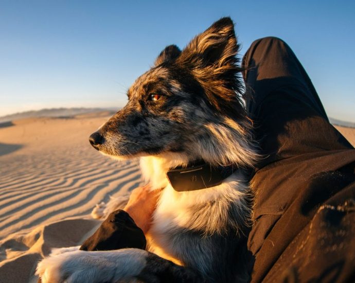 Your lost dog can now call home with the world’s 1st satellite-connected dog collar