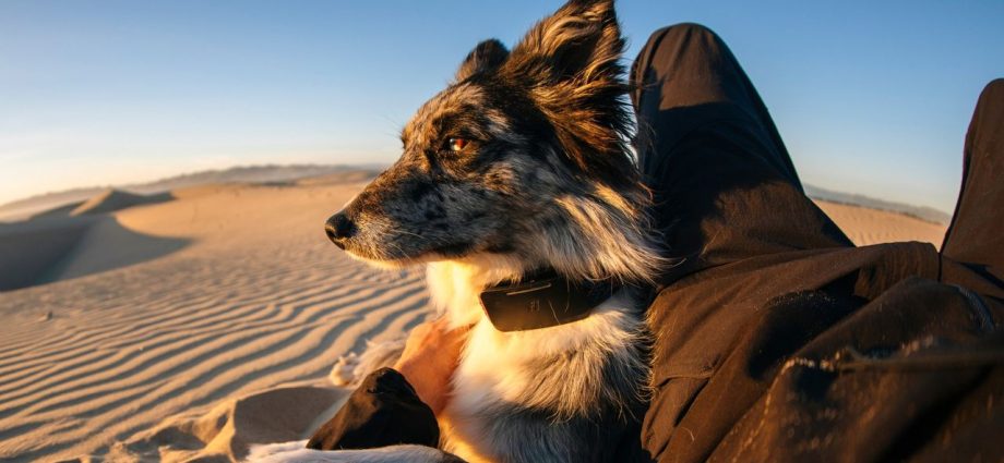 Your lost dog can now call home with the world’s 1st satellite-connected dog collar