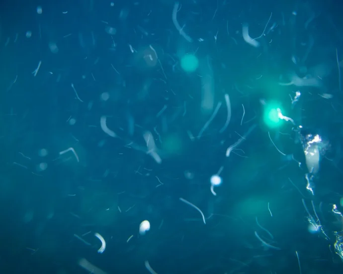 deep-sea-life-has-a-secret-food-source-scientists-never-expected