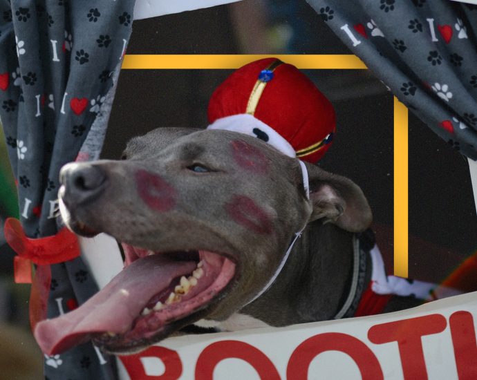 who-gets-to-own-a-pit-bull?-cities-lift-restrictions-but-landlords-still-limit-pet-choices