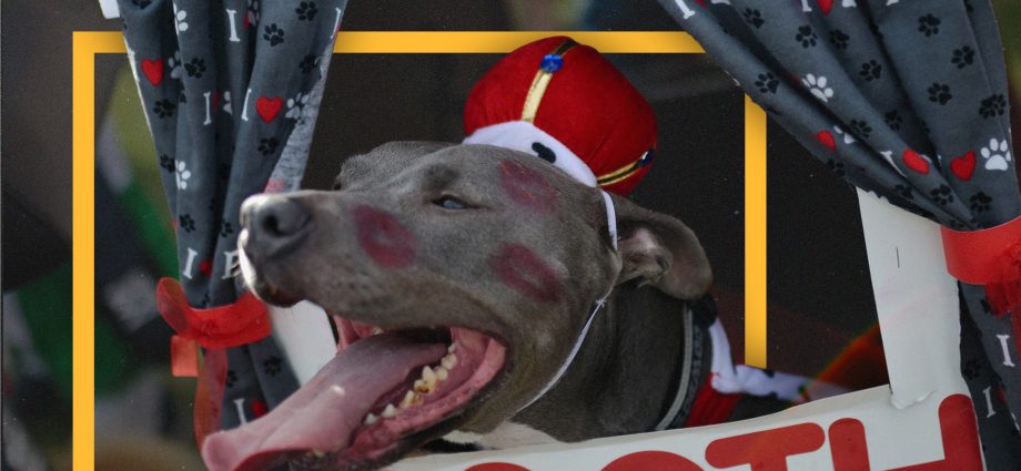who-gets-to-own-a-pit-bull?-cities-lift-restrictions-but-landlords-still-limit-pet-choices