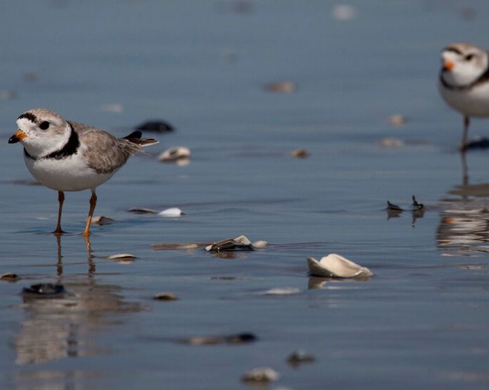 the-traitor-cuts-habitat-protections-for-endangered-species