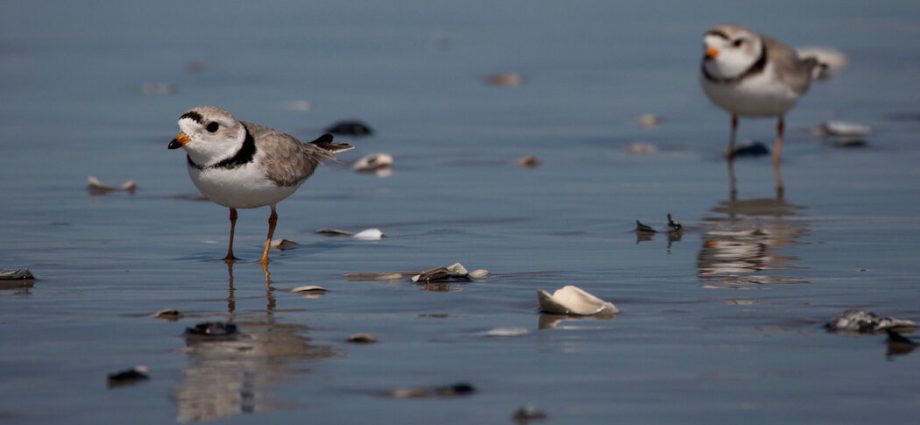 the-traitor-cuts-habitat-protections-for-endangered-species