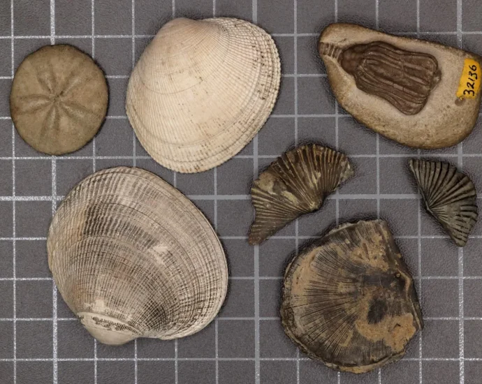 scientists-finally-solved-the-mystery-of-earth’s-greatest-mass-extinction