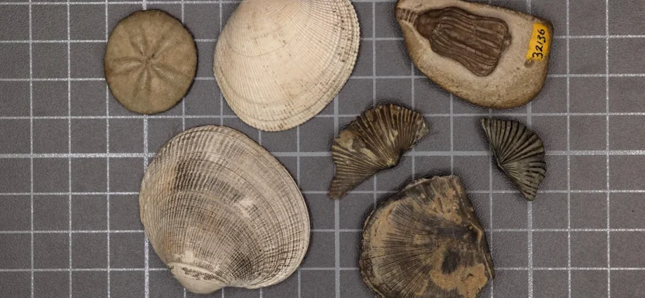 scientists-finally-solved-the-mystery-of-earth’s-greatest-mass-extinction